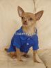 Pet Appreal Pet Polo S...