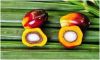 oil palm nuts