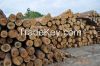 Round pine wood logs