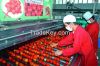 China tomato paste in steel drums