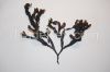 Fucus vesiculosus