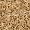 Quality Barley Seeds
