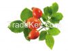  Rose Hip Extract