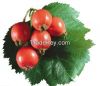  Rose Hip Extract