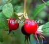  Rose Hip Extract