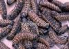 Mopane Dried Worms