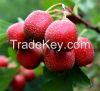 Hawthorn Fruit extract