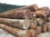  Rose Wood, Mahogany, Gmelina,Mouabi, Niove, Okan, Okoume\Timber, Round Logs Timber,Kosso