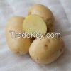 10000 MTS fresh Potato