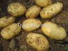 10000 MTS fresh Potato