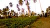 Beach/Land For Sale or Lease for Resort Development