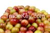 CAMU CAMU POWDER