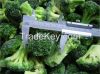 IQF Broccoli