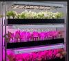 Alibaba Express Factory Promotion Led Grow Lights For Agriculture Plants UFO 50W LED Grow Light
