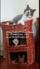 wicker pet basket wick...
