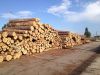 Best Pine wood logs