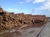 Best Pine wood logs