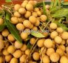 LONGAN FRUIT