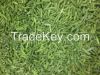 Frozen Premium Green B...