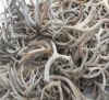 TOP GRADE NATURAL SHED WHOLE RED DEER ANTLERS - DEER ANTLERS