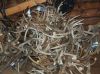 TOP GRADE NATURAL SHED WHOLE RED DEER ANTLERS - DEER ANTLERS