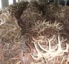 TOP GRADE NATURAL SHED WHOLE RED DEER ANTLERS - DEER ANTLERS