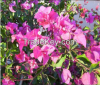 Bougainvillea Glabra I...