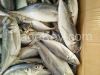 Frozen horse mackerel