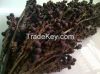 Ratan Seed / Jernang
