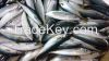 chub mackerel/pacific mackerel