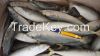 chub mackerel/pacific mackerel