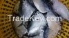 moonfish/Mene maculata