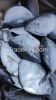 moonfish/Mene maculata