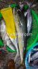 Mahi mahi