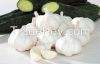 Fresh garlic white/Nor...