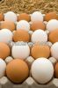 Fresh Chicken Eggs (white and Brown) Eggs