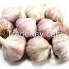New crops fresh garlic...