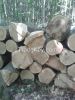 READ OAK LOGS FROM UKR...