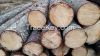 SPRUCE LOGS FROM LITHU...