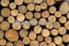 Acacia wood logs for sale in Cambodia
