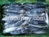 Pacific Mackerel