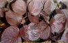 Perilla oil/Pumpkin se...