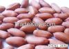 peanut kernels/blanched peanuts/peanuts in shel