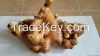 ginger
