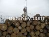 Timber Logs and Sawn B...