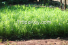 ORganic   Fertilizer  ...