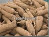 Cassava