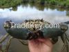 Live Mud Crab Scylla S...