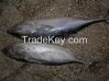 Bonito Frozen For CAN ...