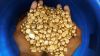 Best Gold Nugget and G...